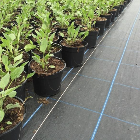 Geotextil de cobertura del suelo para prevenir el crecimiento de malas hierbas
